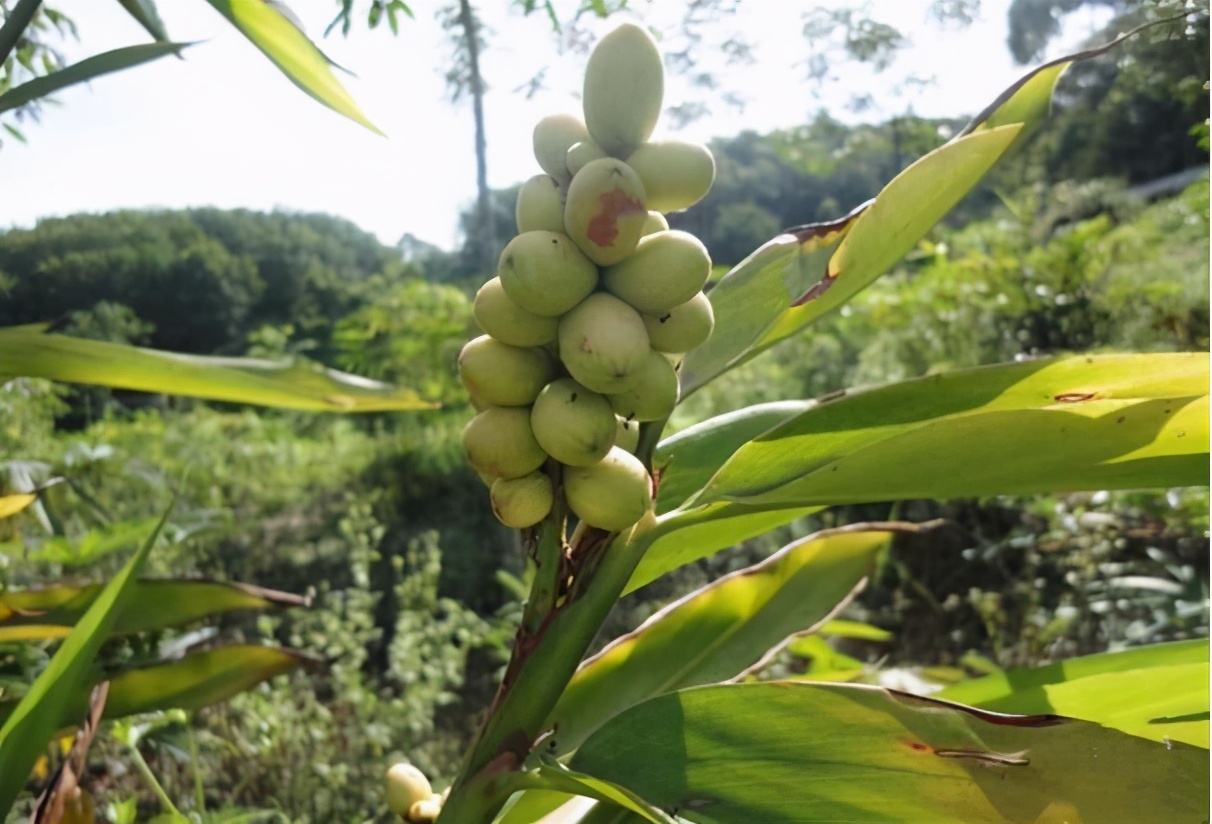 药食同源话益智