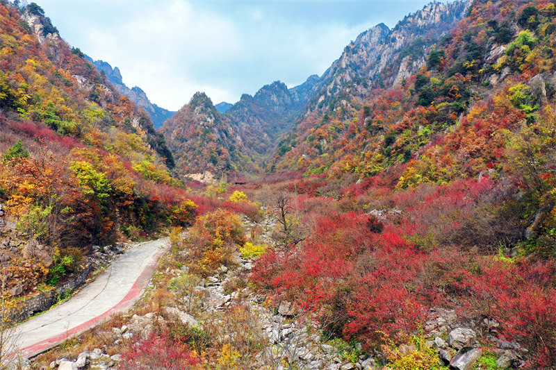 【原创】南阳老界岭：万亩山茱萸喜获丰收_fororder_漫山遍野的山茱萸 摄影 杨永青