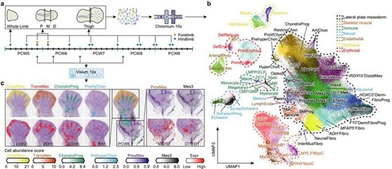 人类肢体发育单细胞图谱的构建及细胞类型的时空分布。中山大学供图