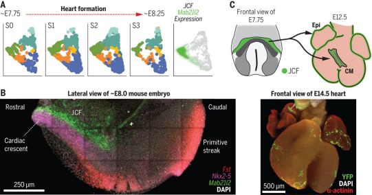新研究鉴定出小鼠胚胎心脏区域中的多种心脏祖细胞群体