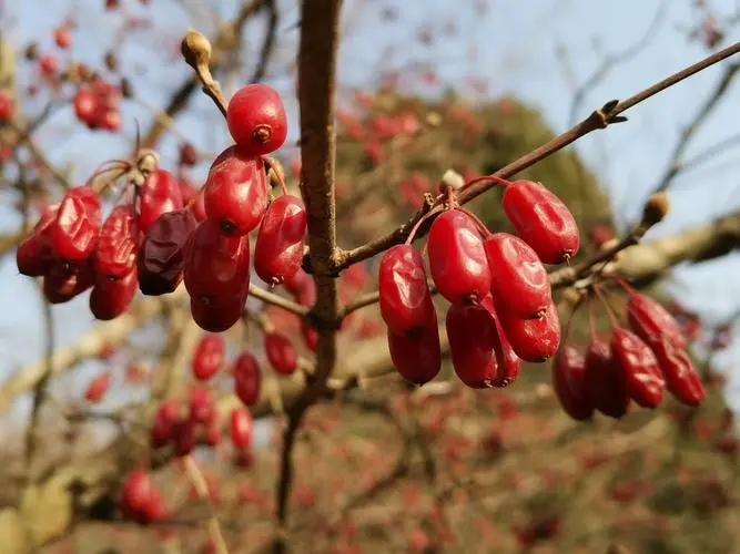 南阳：新“八大宛药”