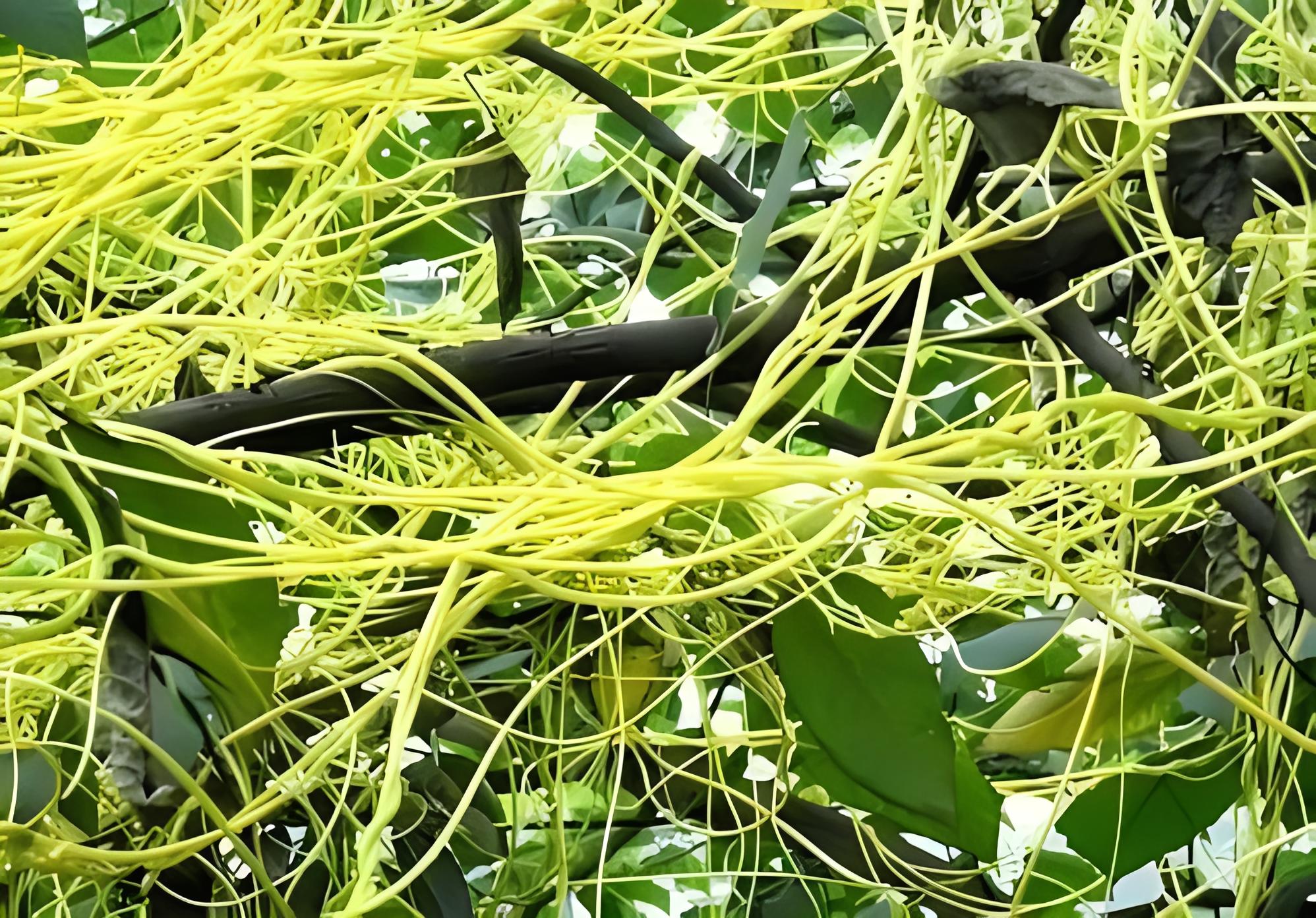 菟丝子：治阳痿 遗精早泄 遗尿溲频