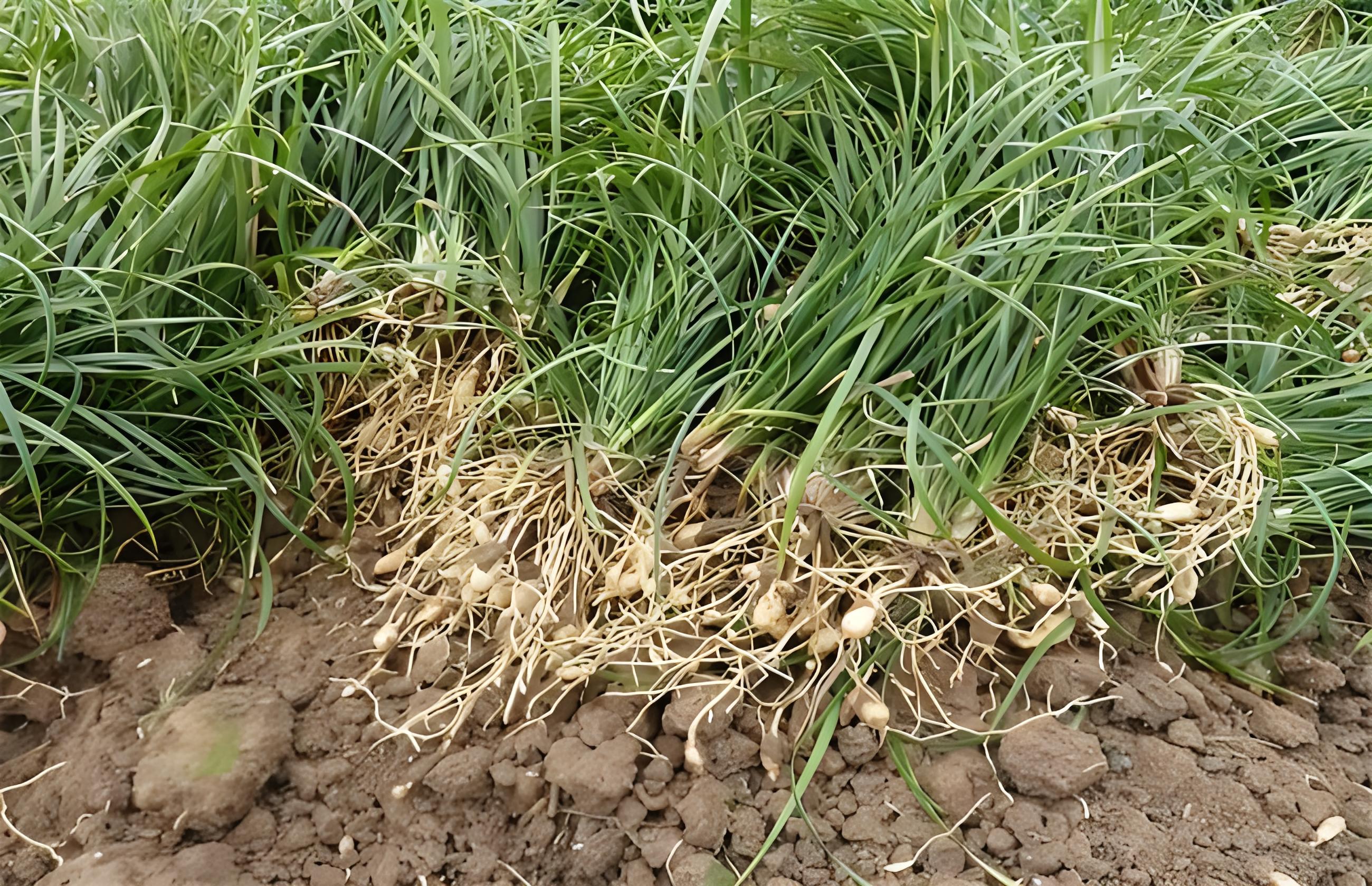 麦冬：治燥热咳嗽肺痈 善滋阴润肺退虛热