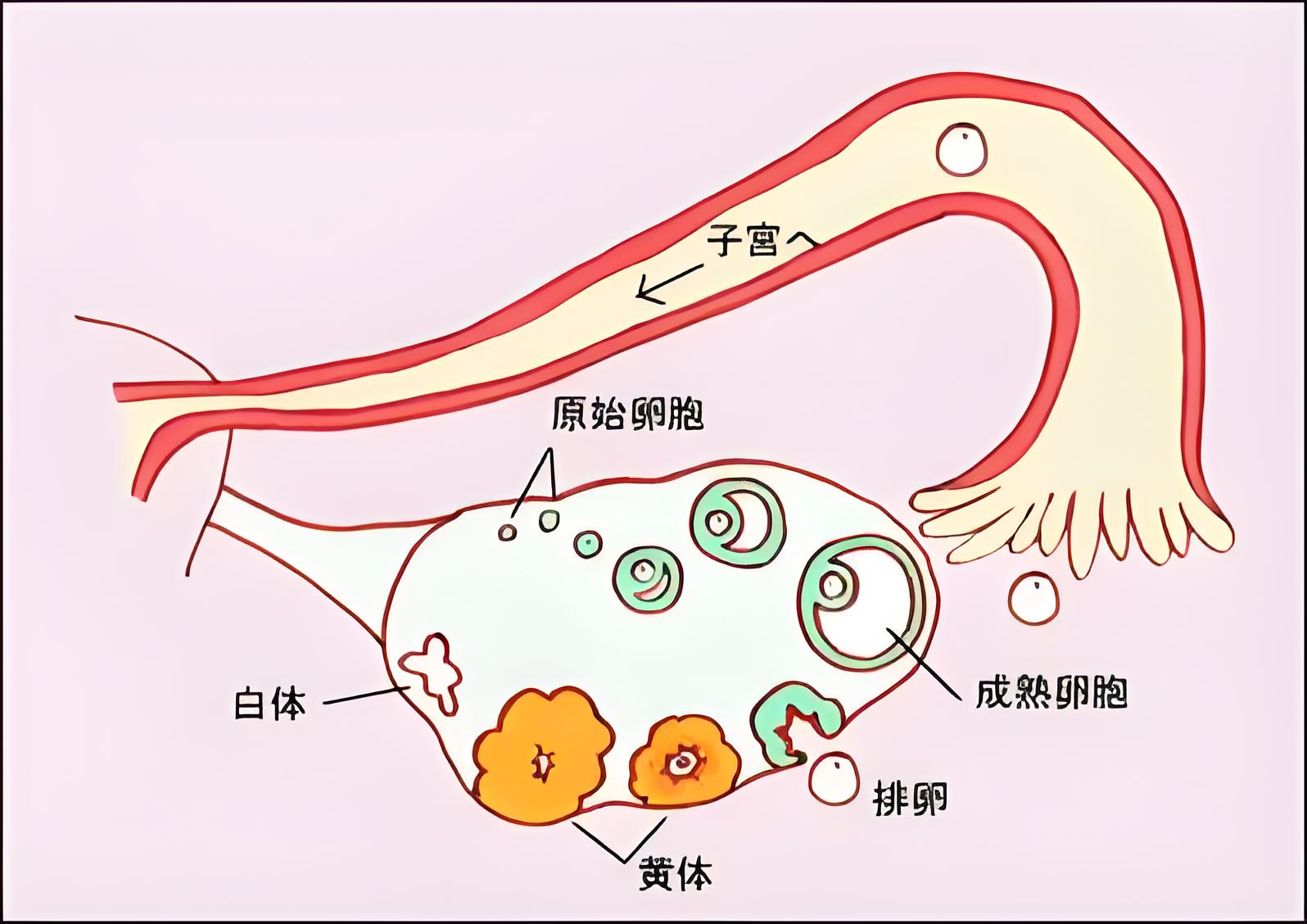 关于卵巢早衰，您真的了解吗？